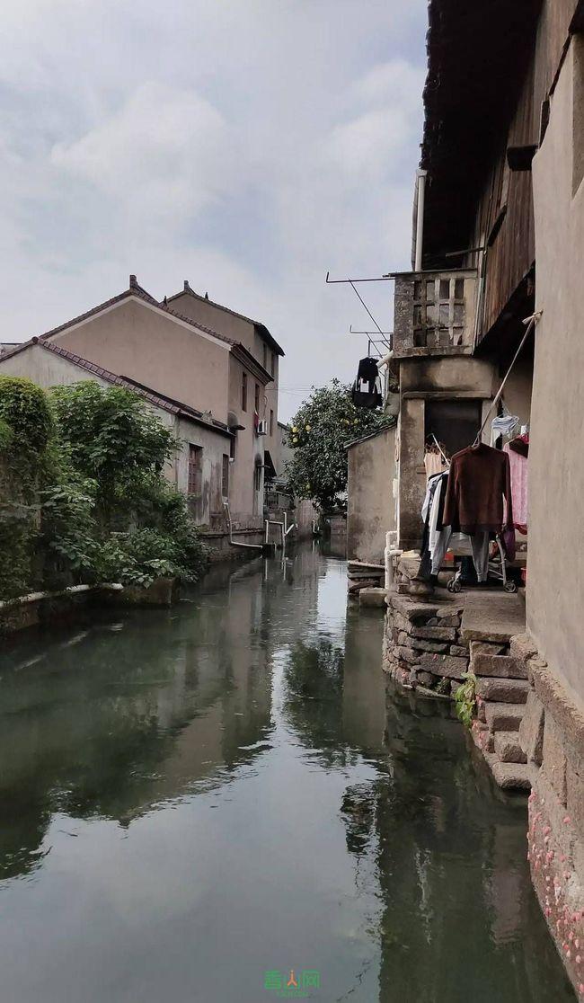 拯救枯树